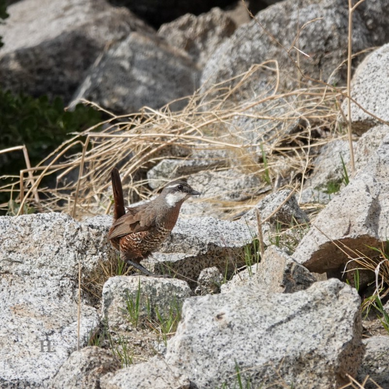 Moustached Turca - ML622793398