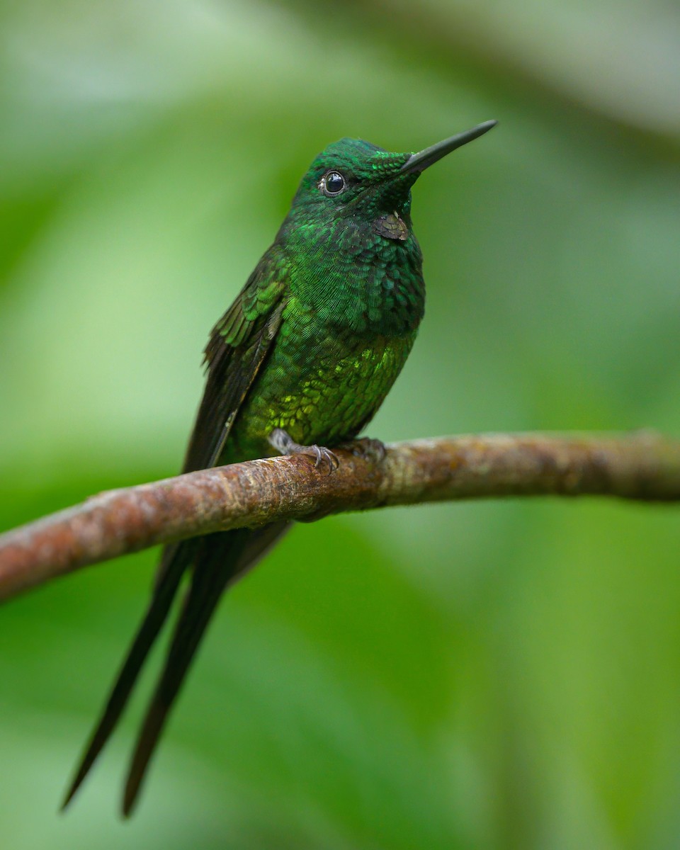 Empress Brilliant - Sean Crockett