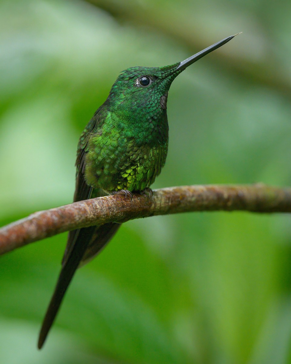 Empress Brilliant - Sean Crockett