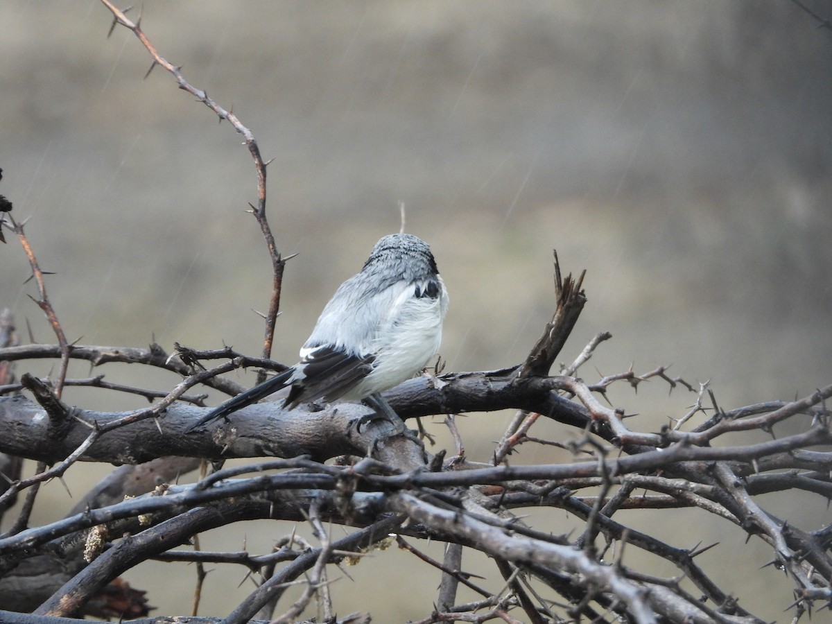 Great Gray Shrike - ML622793407