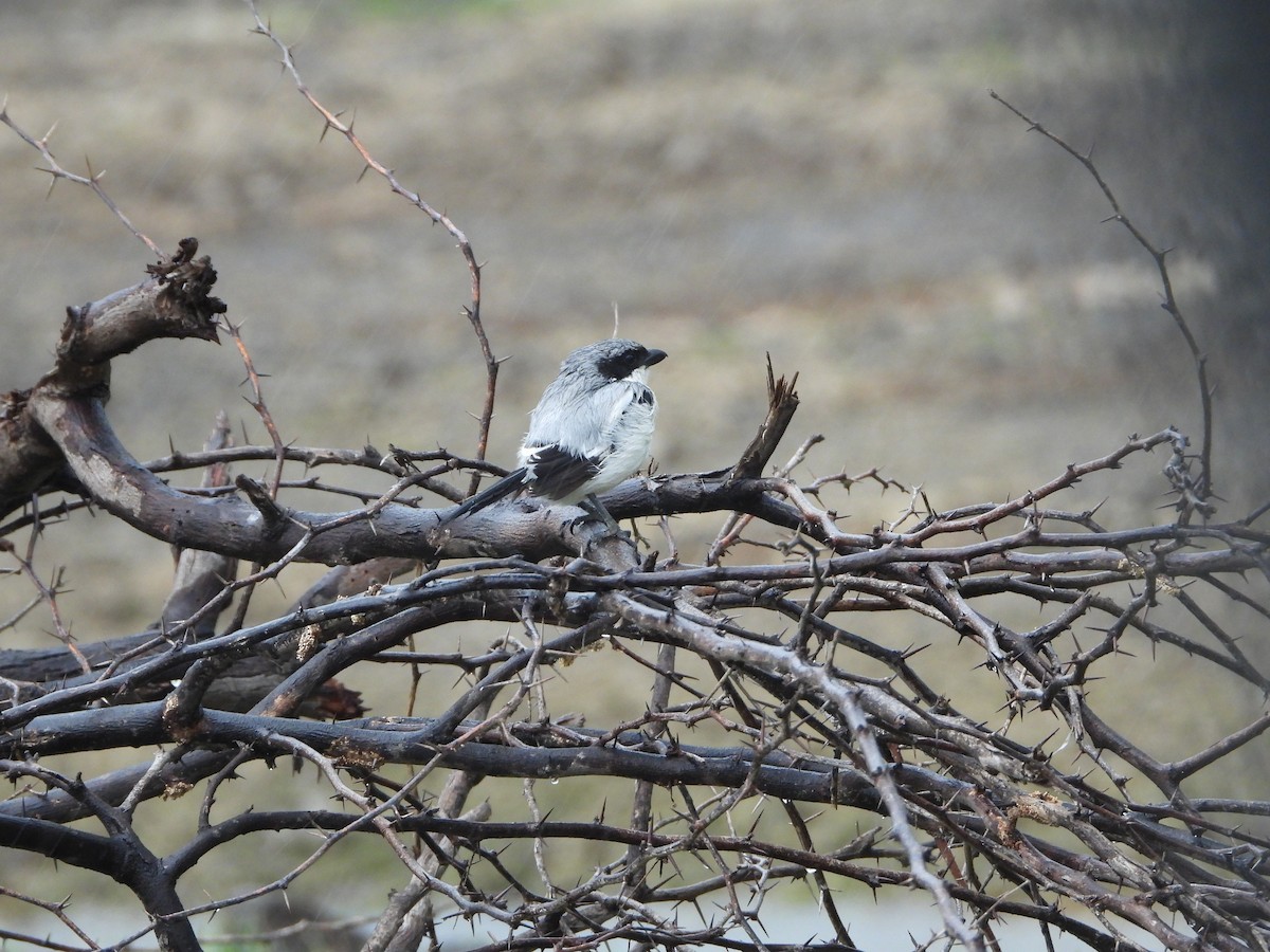 Great Gray Shrike - ML622793408