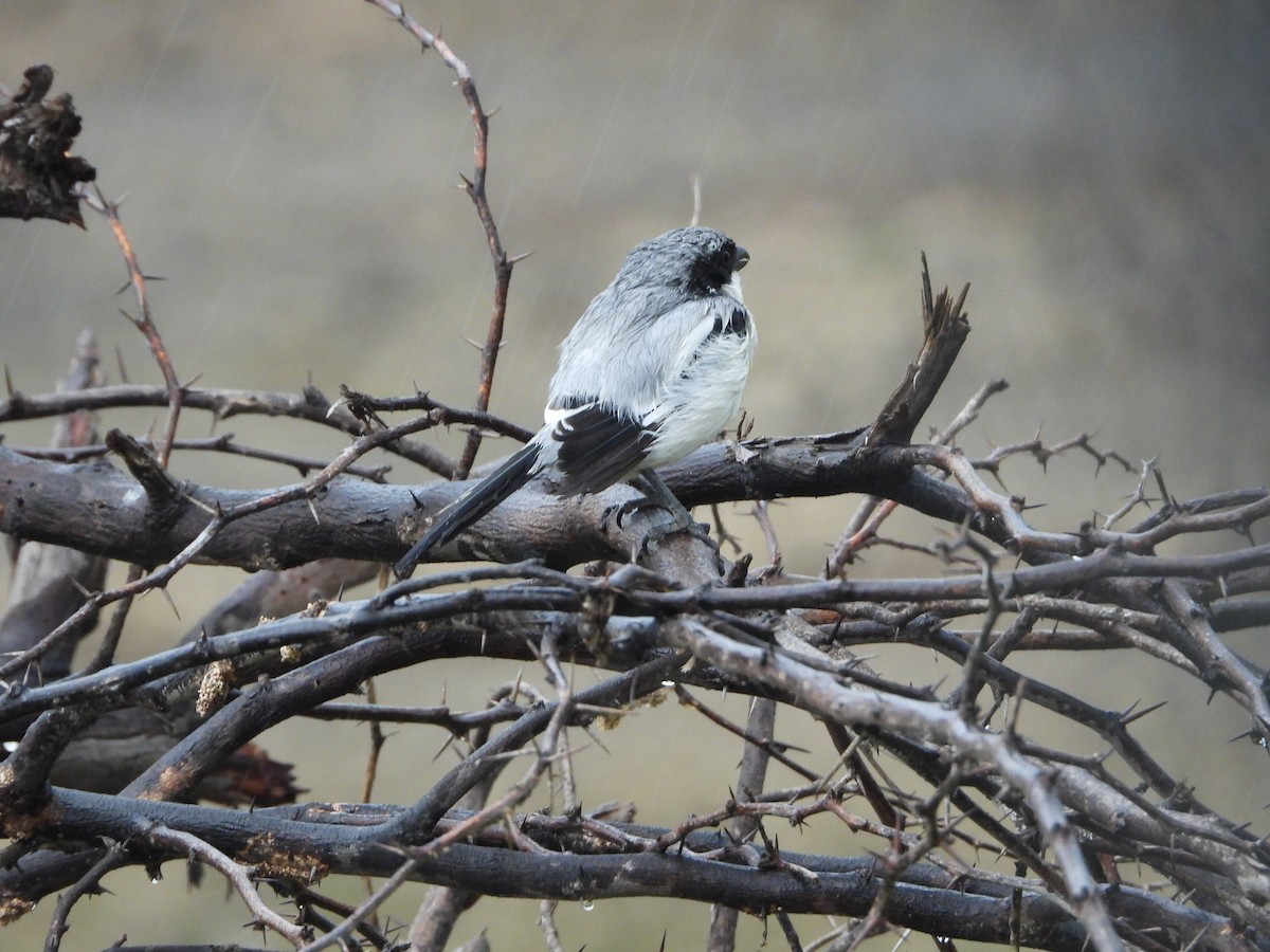 Great Gray Shrike - ML622793409