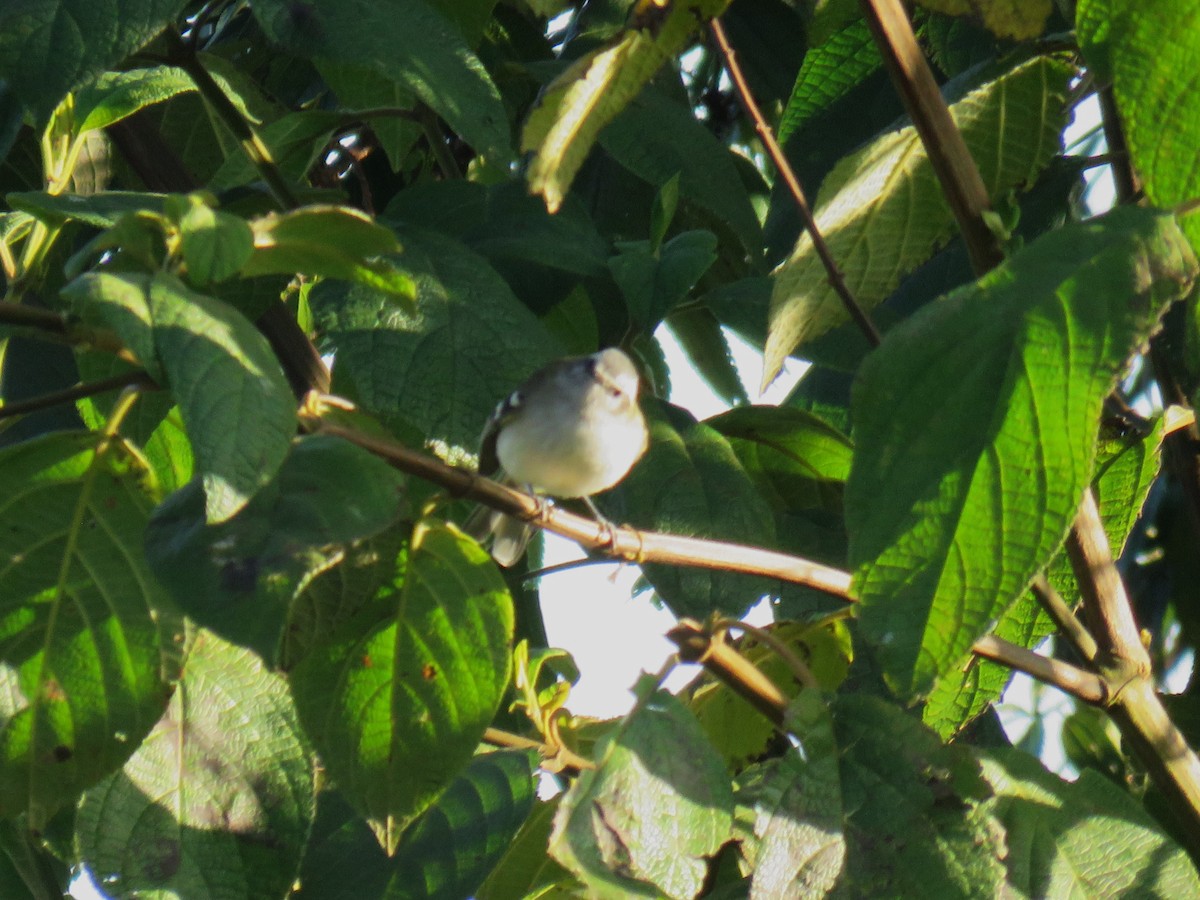 White-banded Tyrannulet - ML622793438