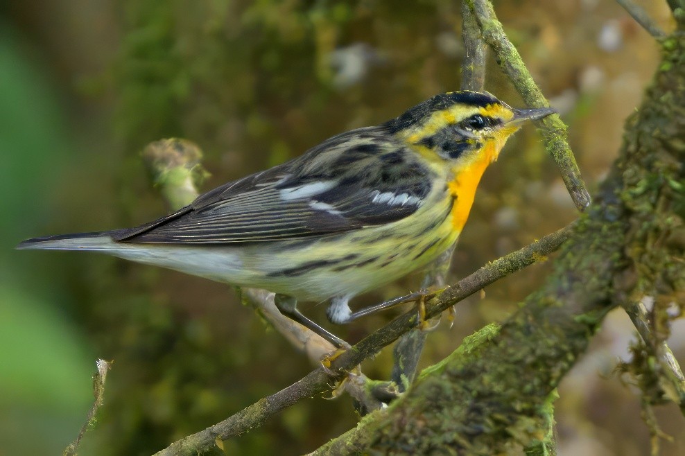 Blackburnian Warbler - Sean Crockett