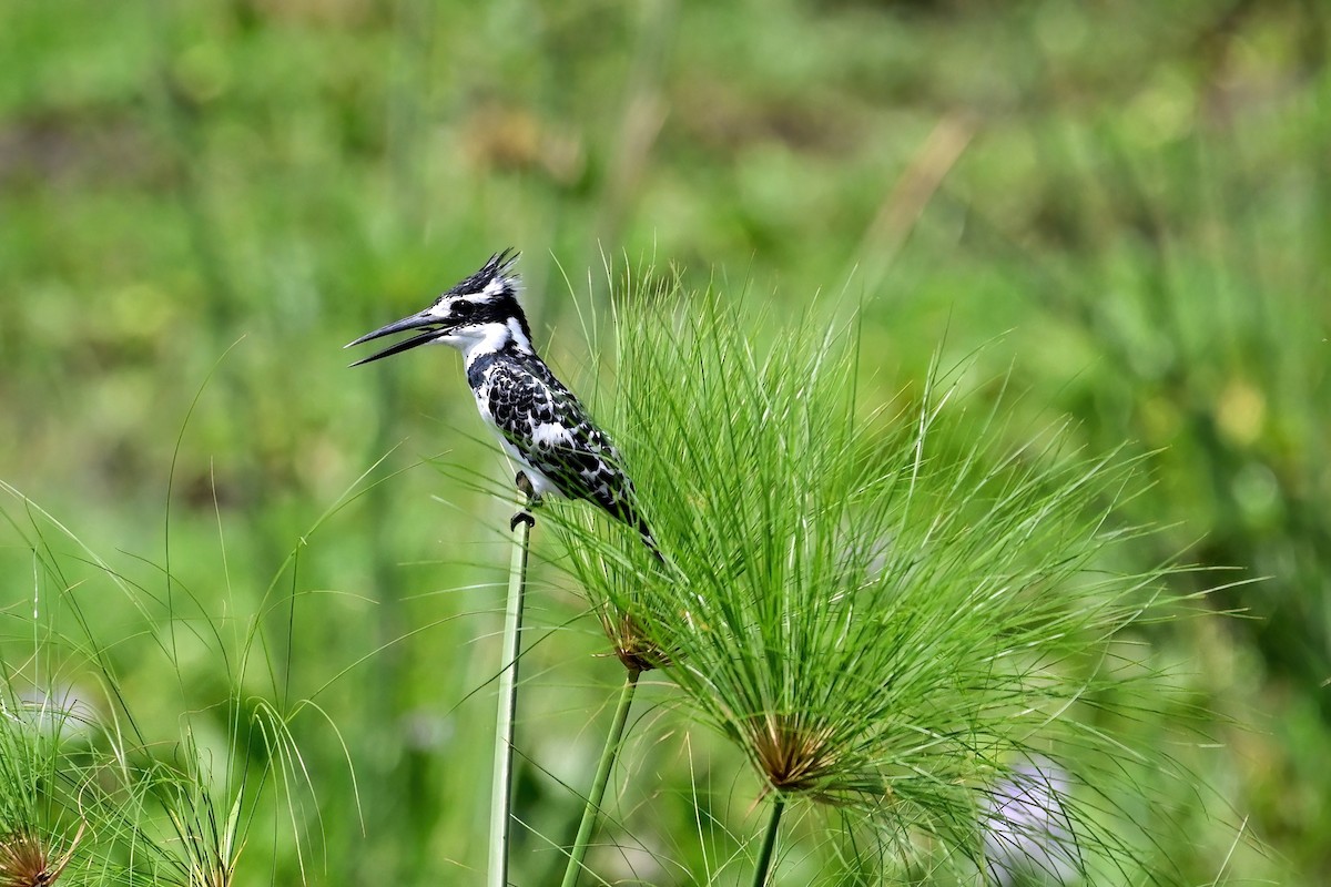 Pied Kingfisher - Eileen Gibney