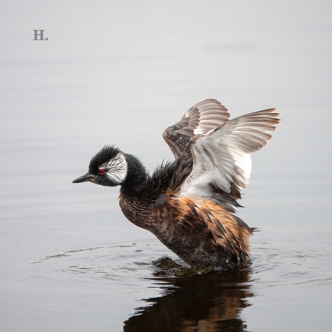 White-tufted Grebe - ML622793490