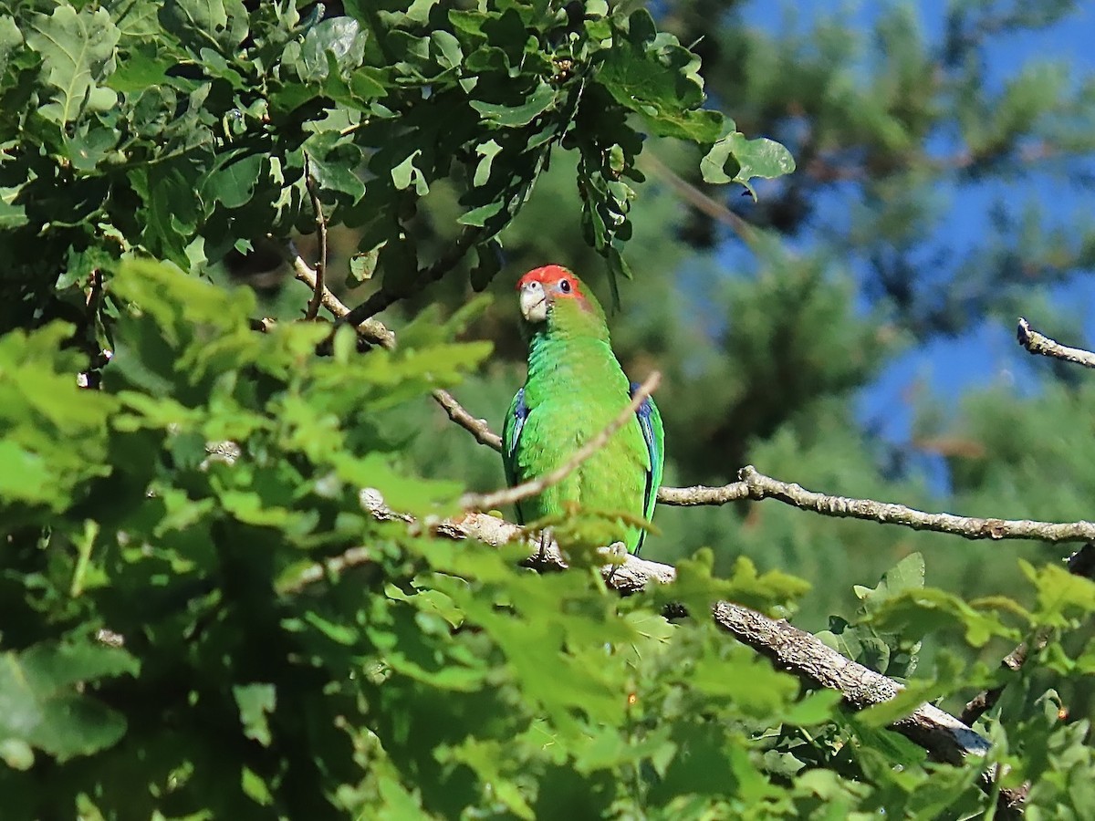 Pileated Parrot - ML622793525