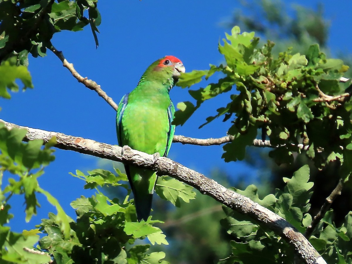 Pileated Parrot - ML622793526