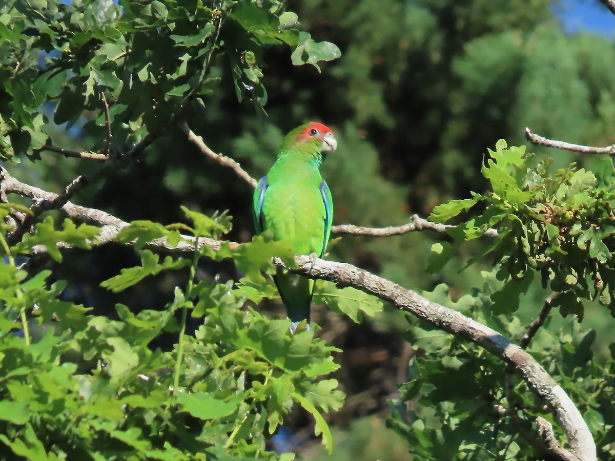 Pileated Parrot - ML622793527