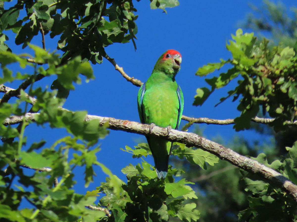 Pileated Parrot - ML622793528