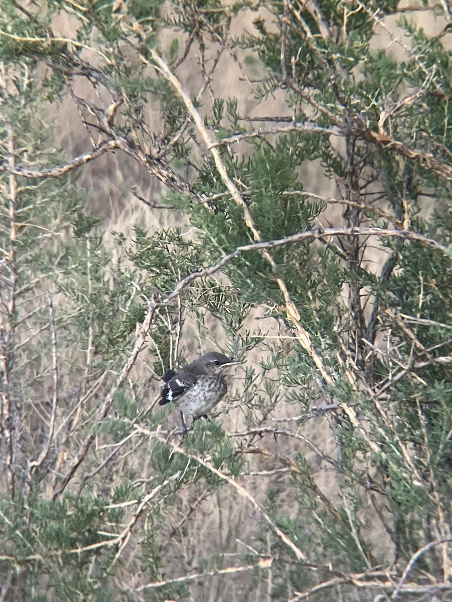 Northern Mockingbird - Skyler Bol