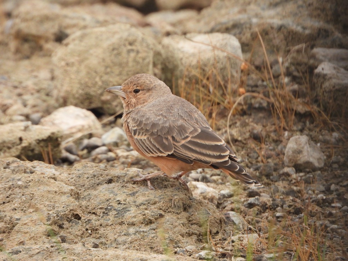 Rufous-tailed Lark - Sannidhya De