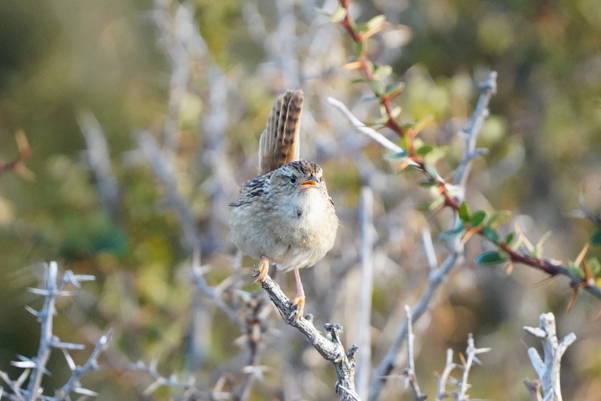 Grass Wren - Alfonso Mihovilović