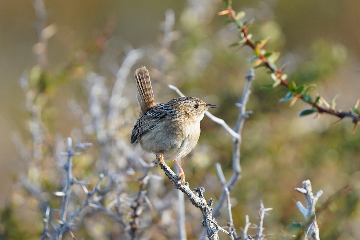 Grass Wren - ML622793598