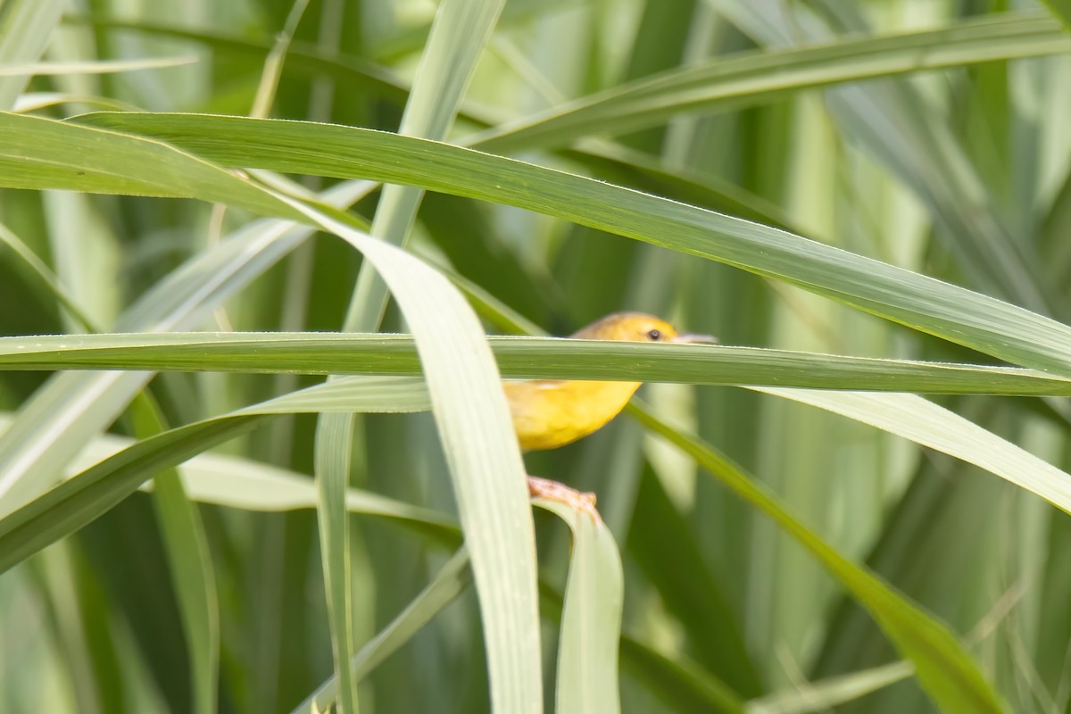 Altamira Yellowthroat - Janet Stevens