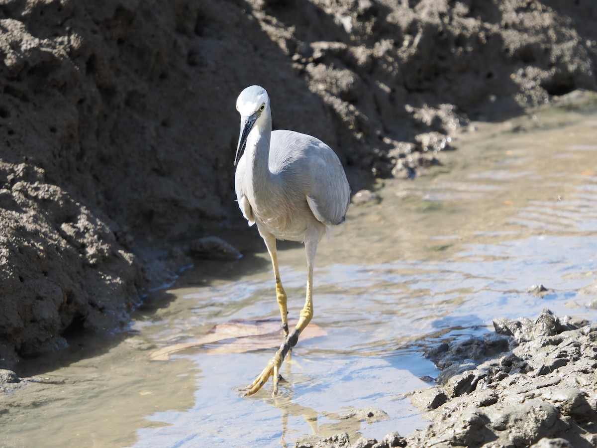 White-faced Heron - ML622793651