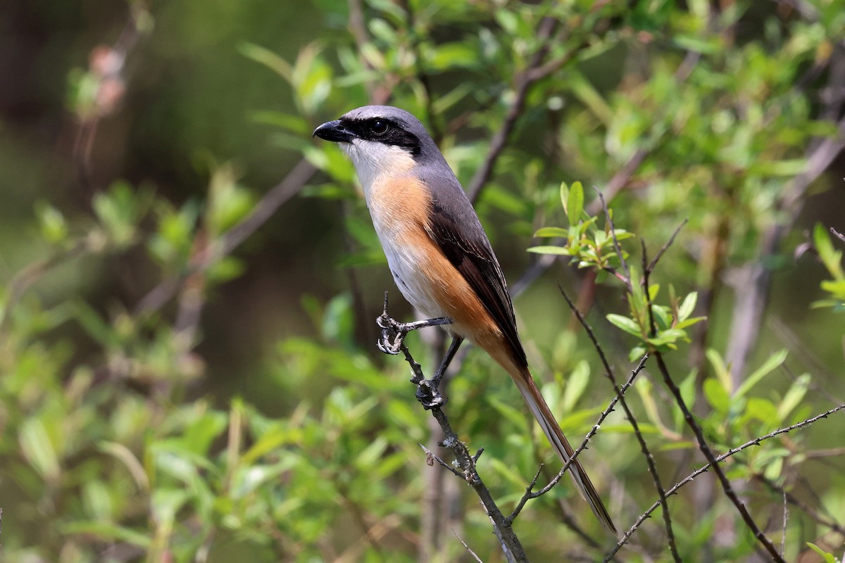 Gray-backed Shrike - ML622793734