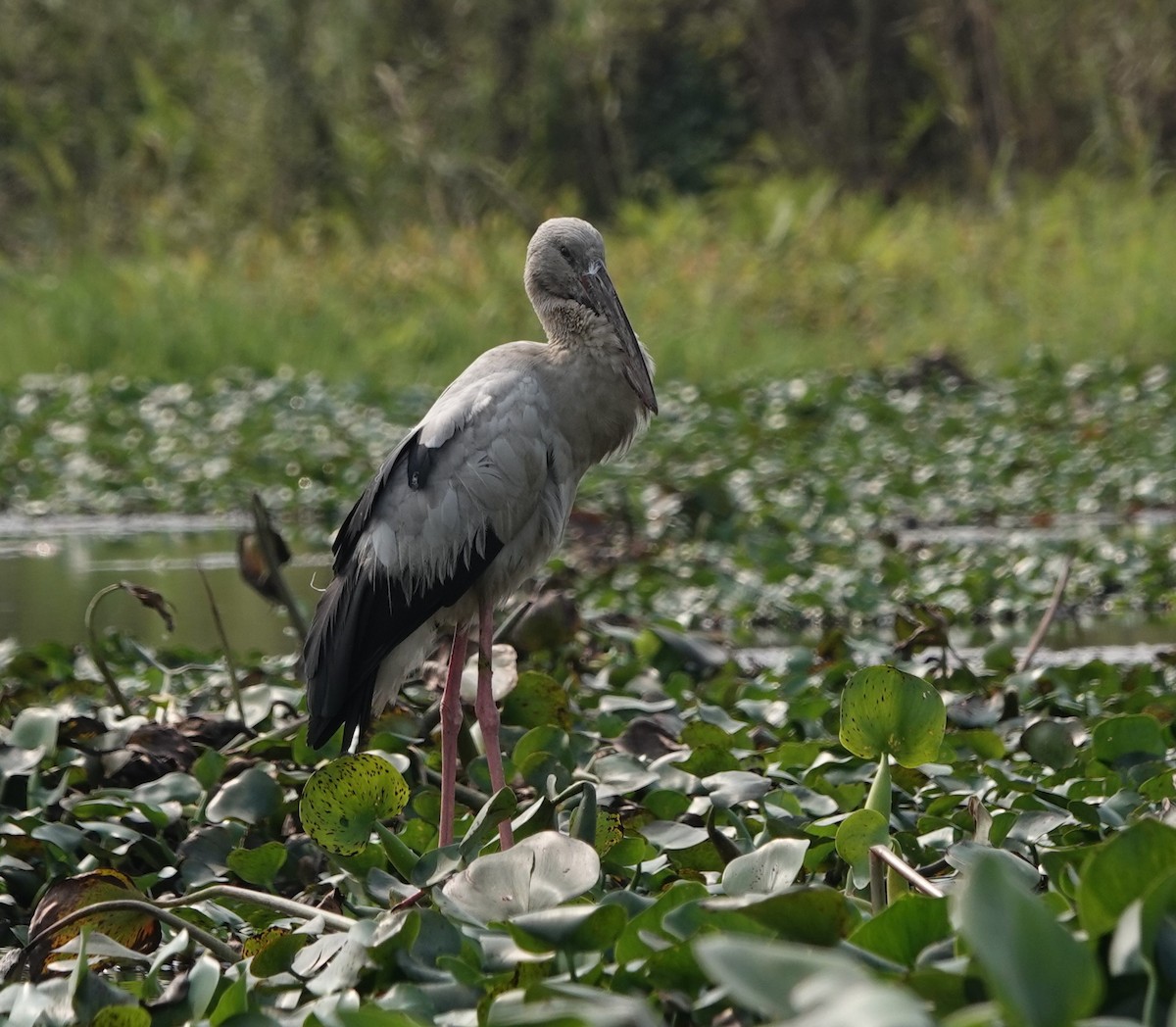 Asian Openbill - ML622793741