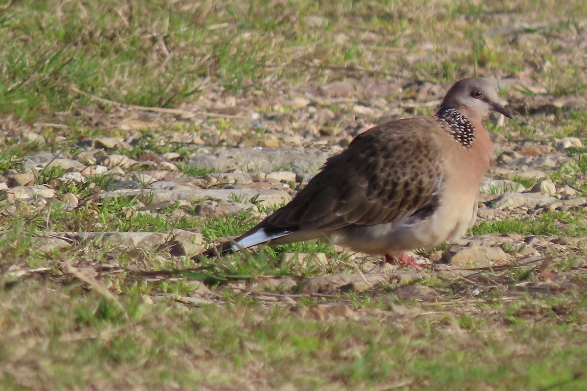 Spotted Dove - Sandra Henderson