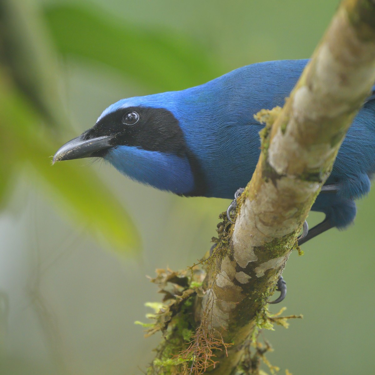 Turquoise Jay - Sean Crockett