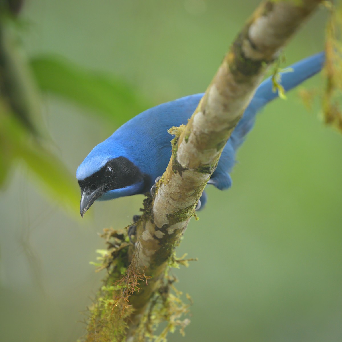 Turquoise Jay - Sean Crockett