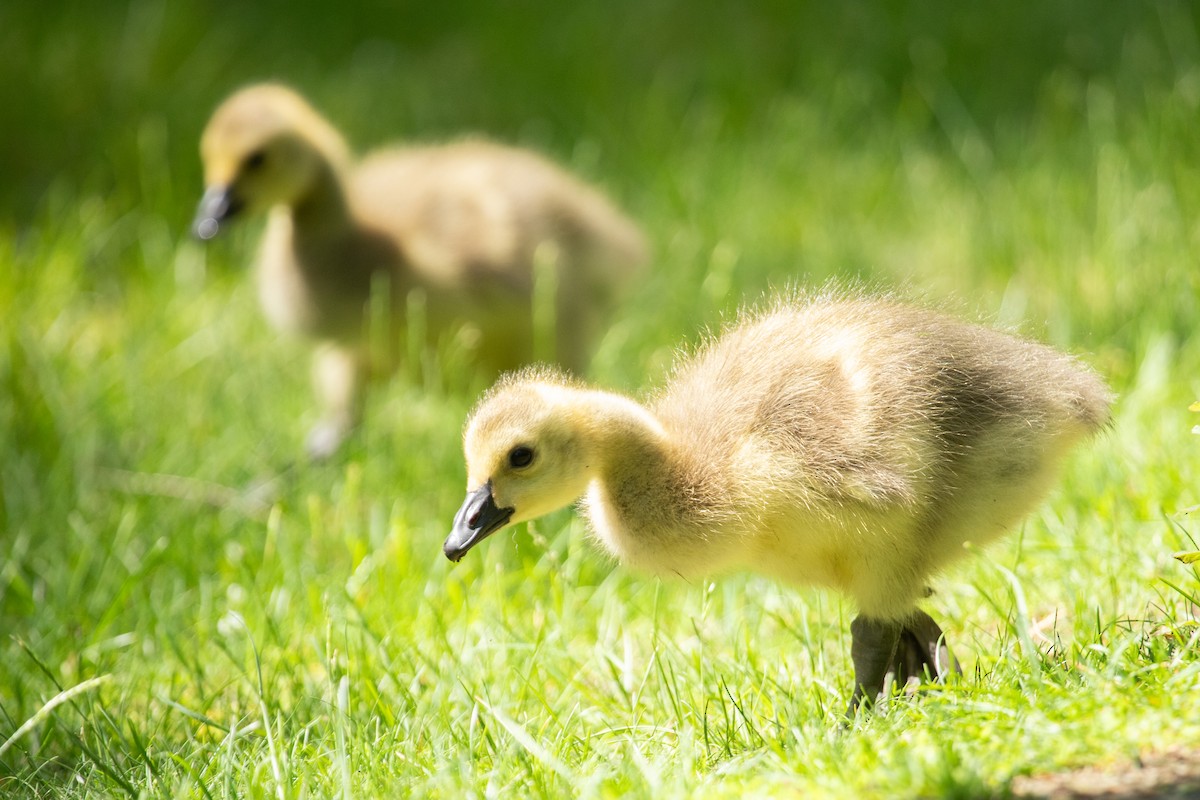 Canada Goose - Liam Wolff