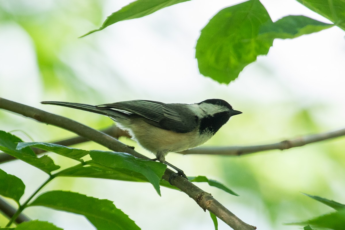 Black-capped Chickadee - ML622793823