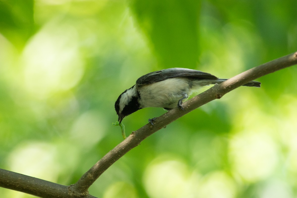 Black-capped Chickadee - Liam Wolff