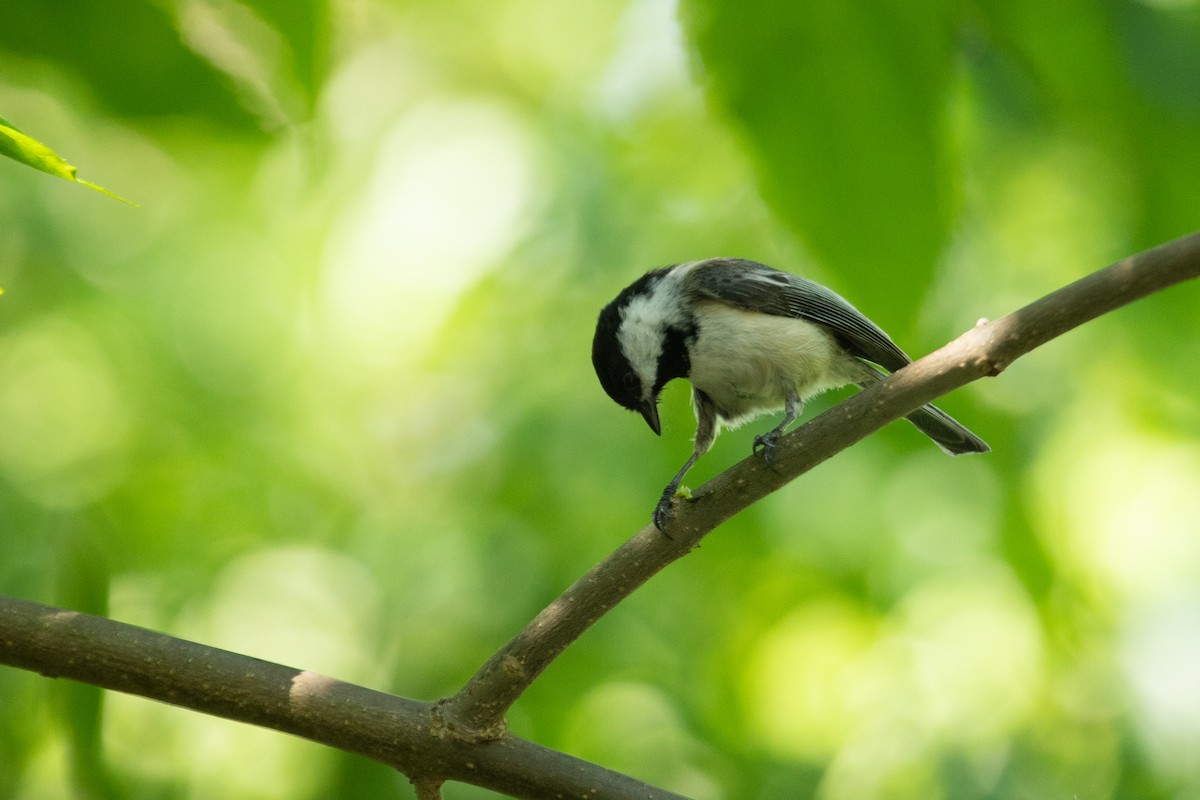 Black-capped Chickadee - ML622793826