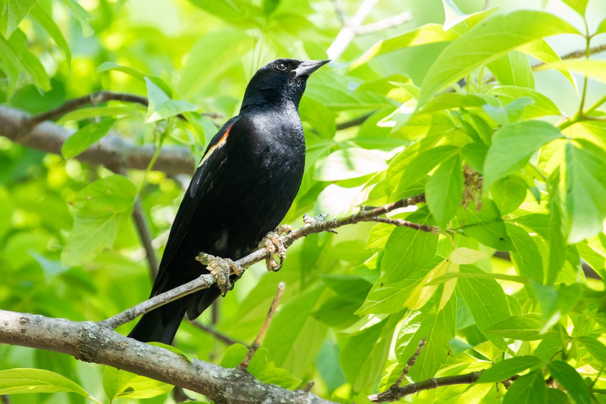 Red-winged Blackbird - ML622793850