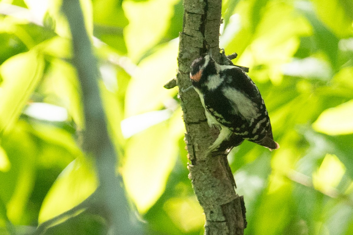 Downy Woodpecker - Liam Wolff