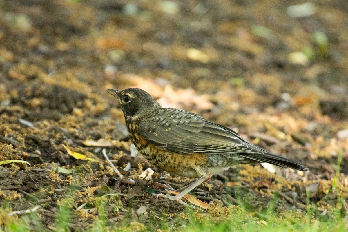 American Robin - ML622793864