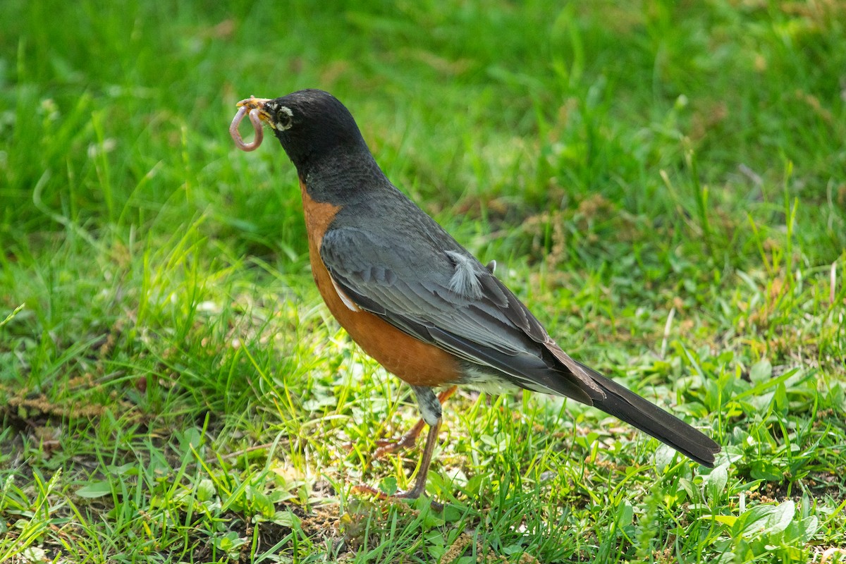 American Robin - ML622793866