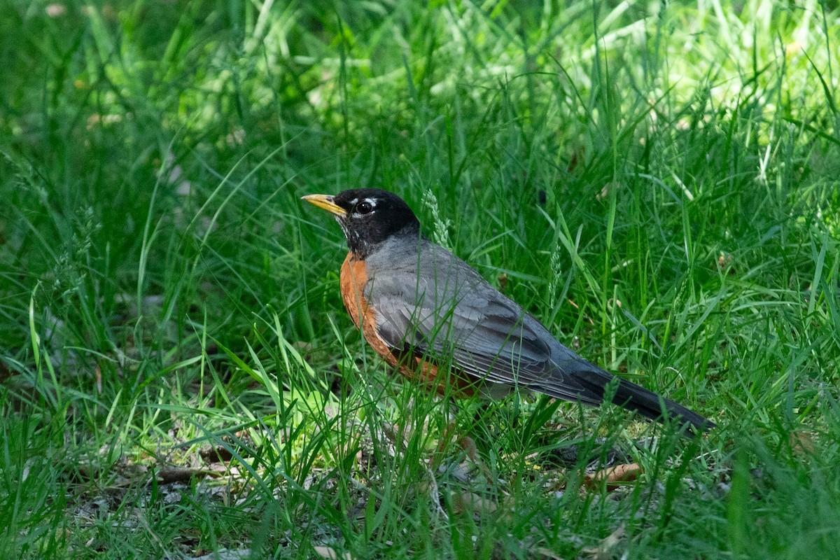 American Robin - ML622793867