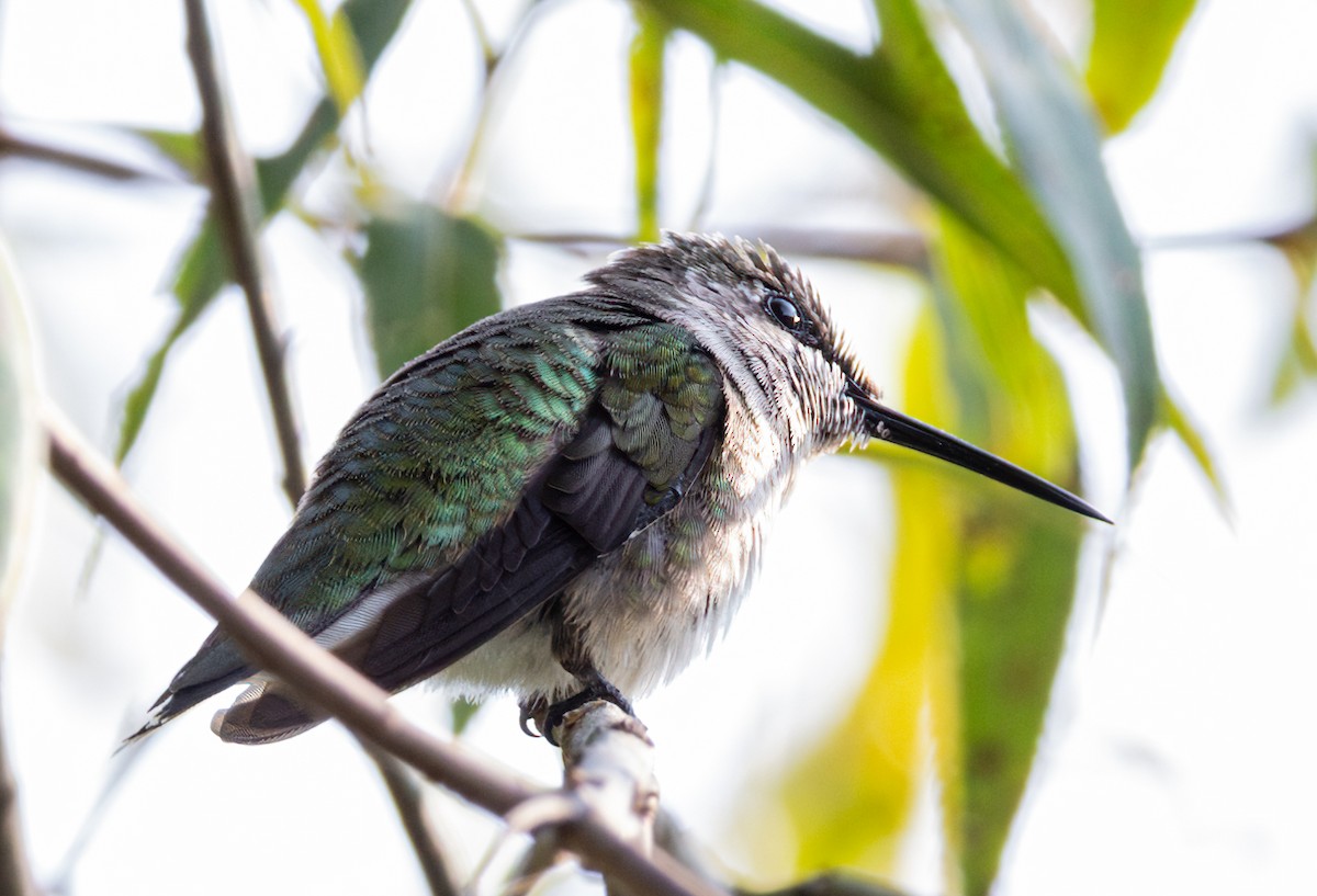 Ruby-throated Hummingbird - Jim P