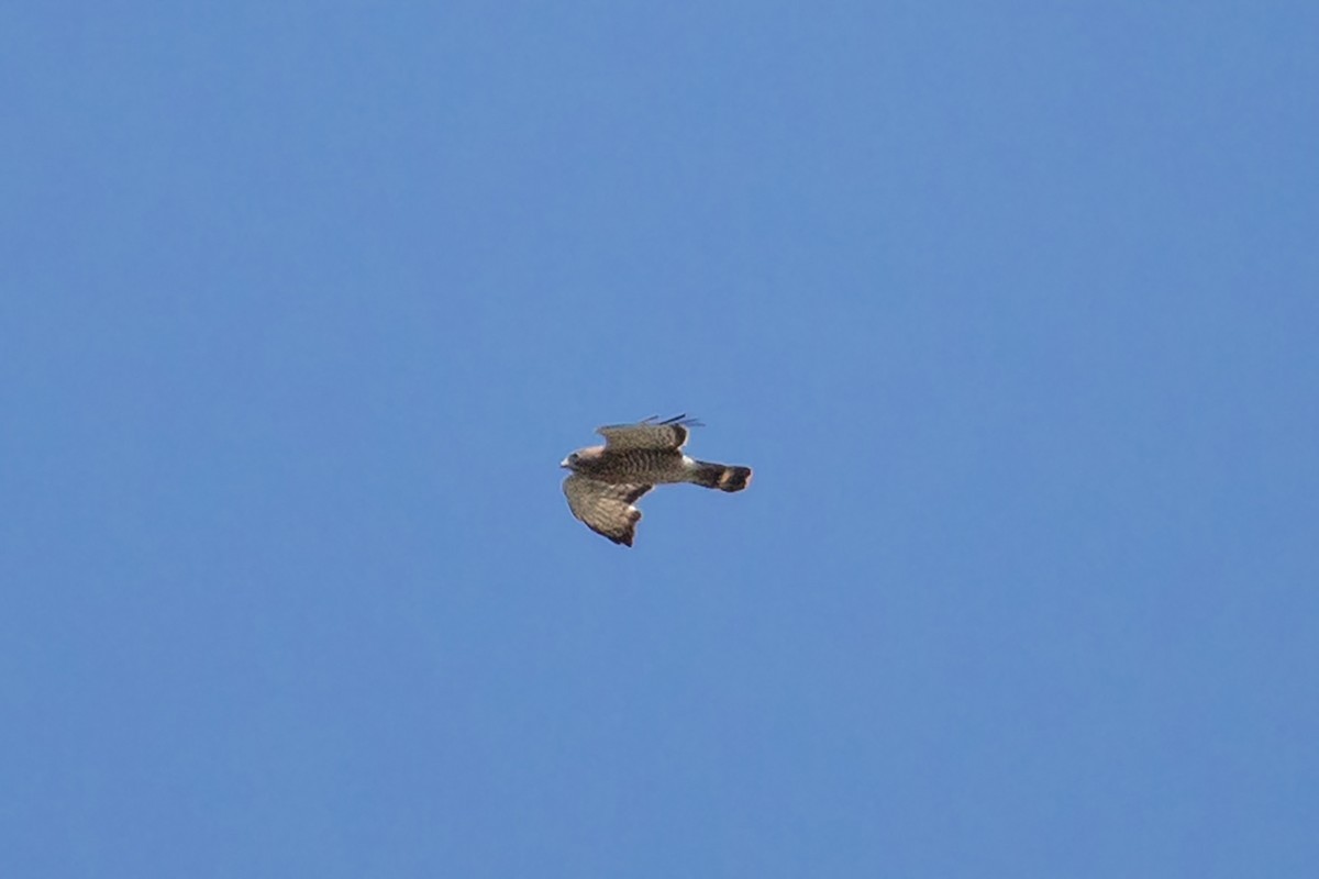 Broad-winged Hawk - ML622793893