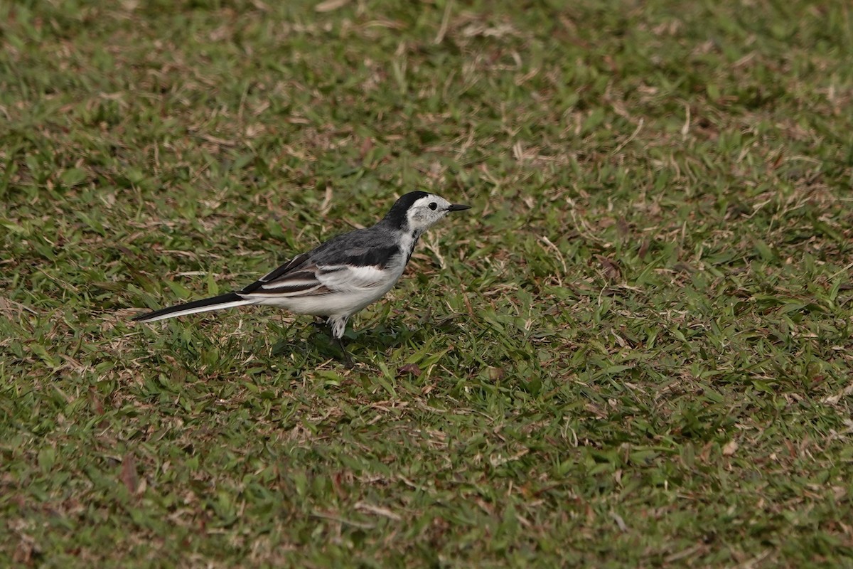 White Wagtail - Terry Doyle