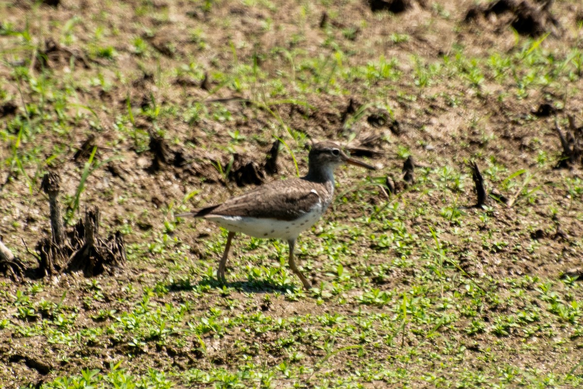 Spotted Sandpiper - Dawn S