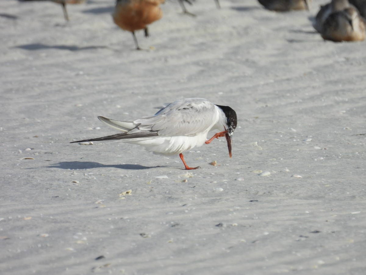 Common Tern - Denise Rychlik