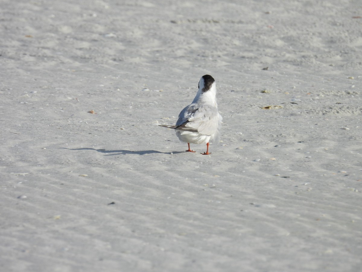 Common Tern - Denise Rychlik