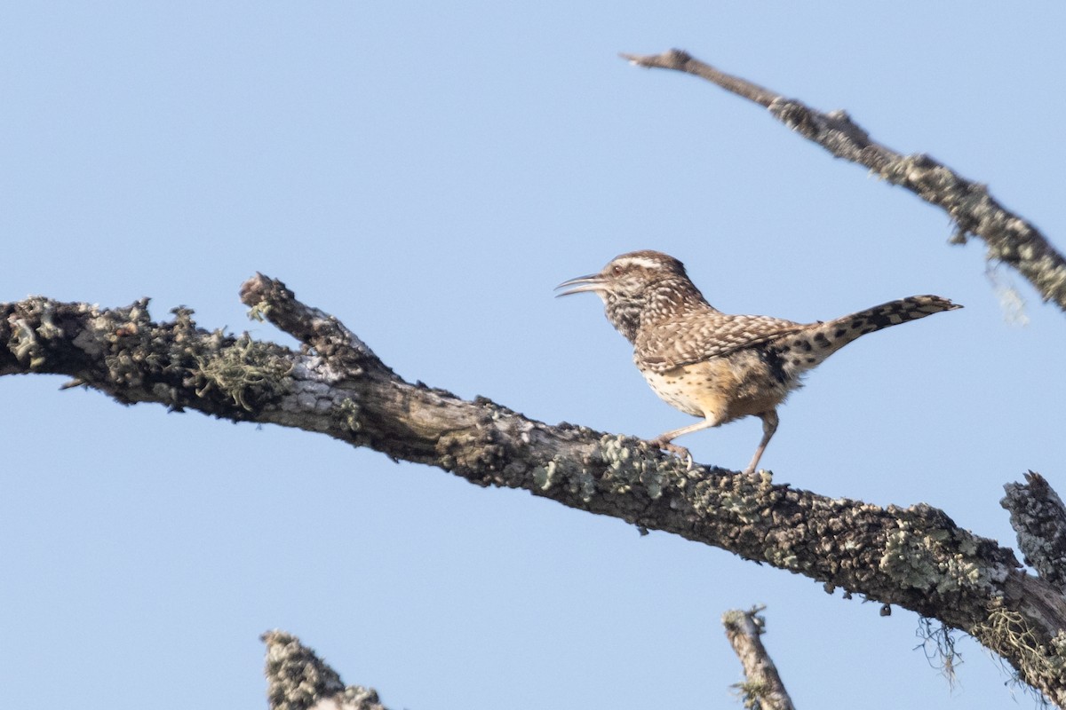 Cactus Wren - Liam Wolff