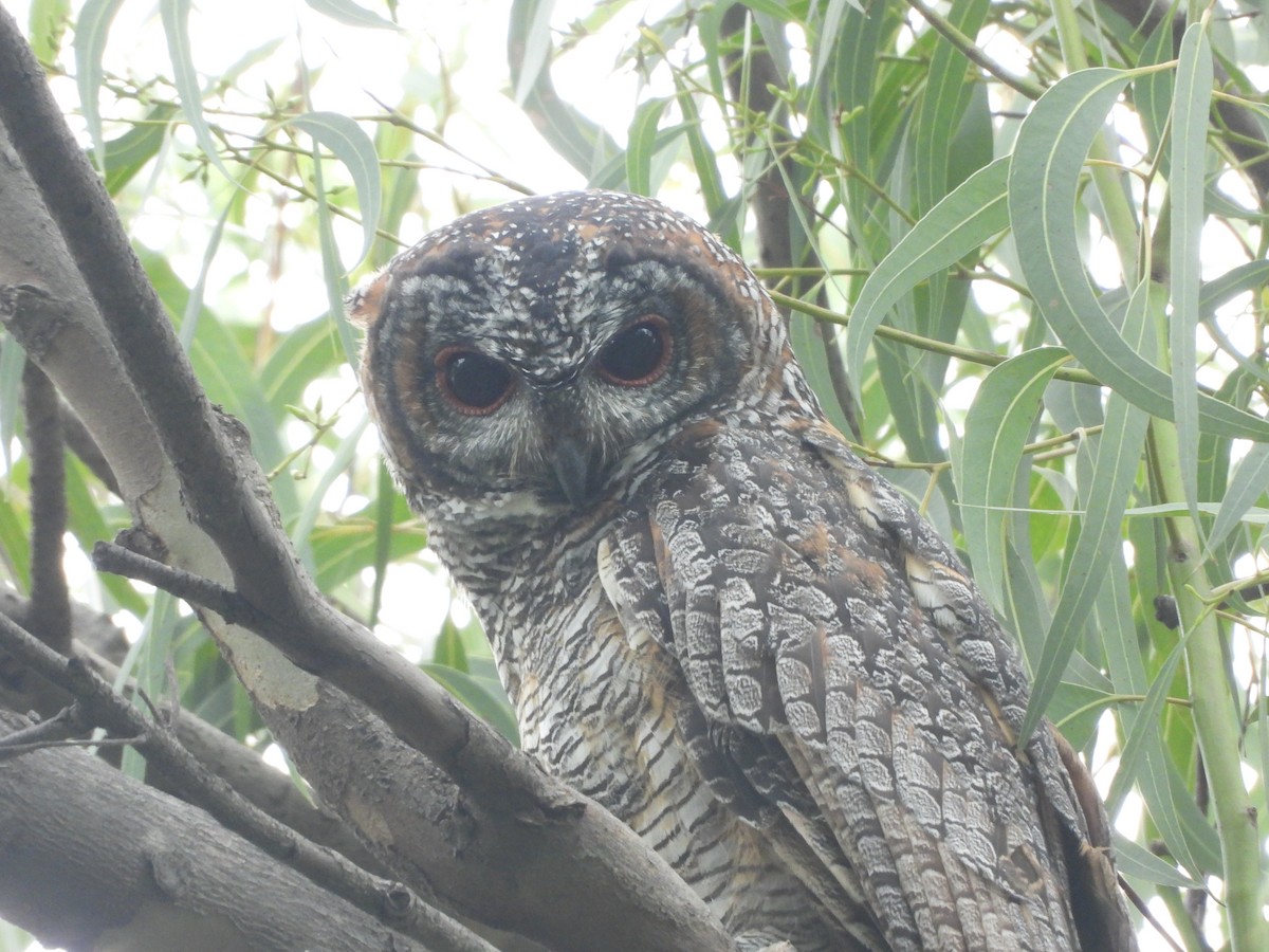 Mottled Wood-Owl - Sannidhya De