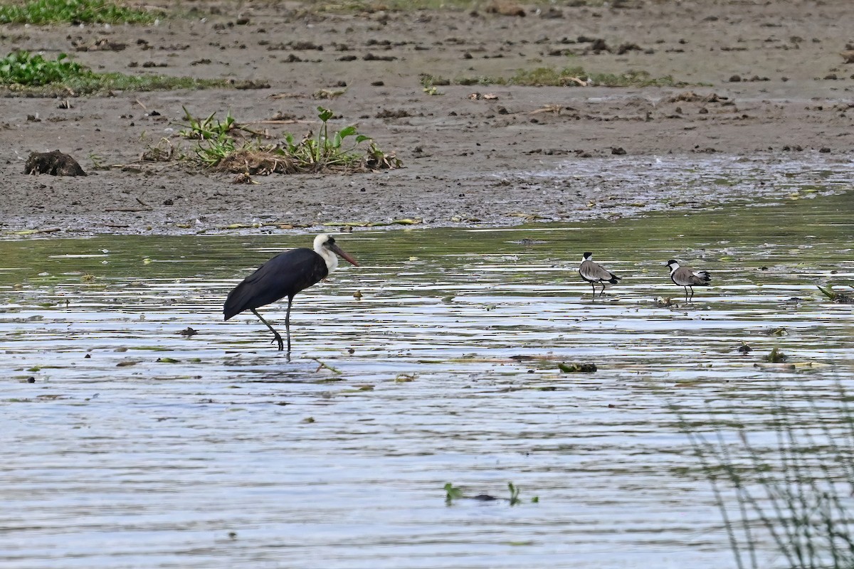 African Woolly-necked Stork - Eileen Gibney