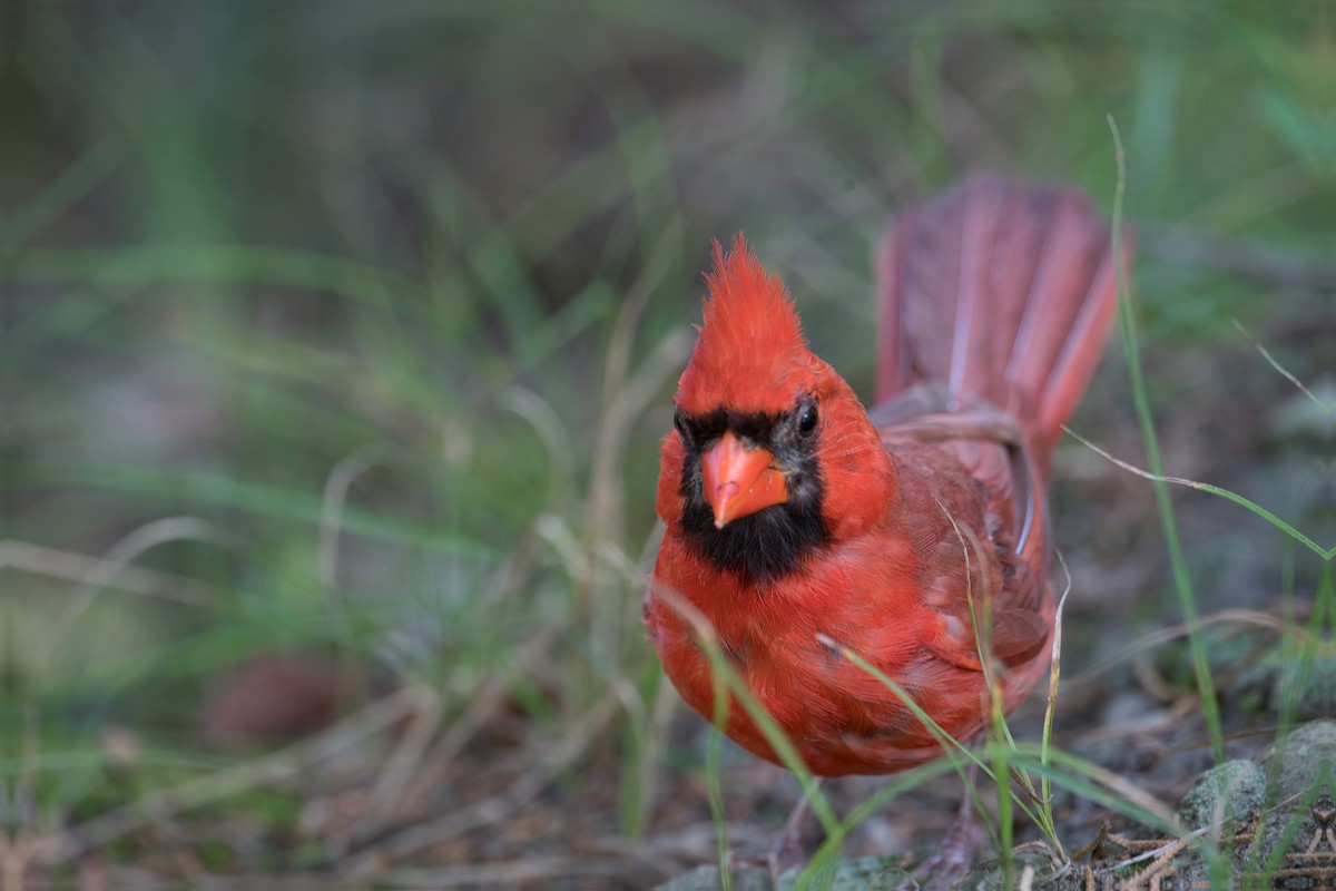 Northern Cardinal - Felipe Lopez