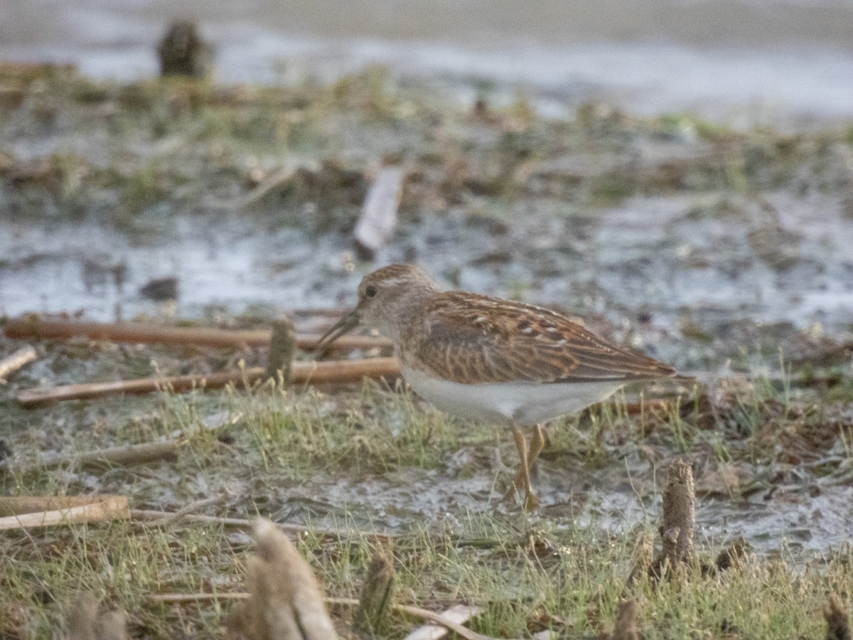 Pectoral Sandpiper - Christopher B 🦆