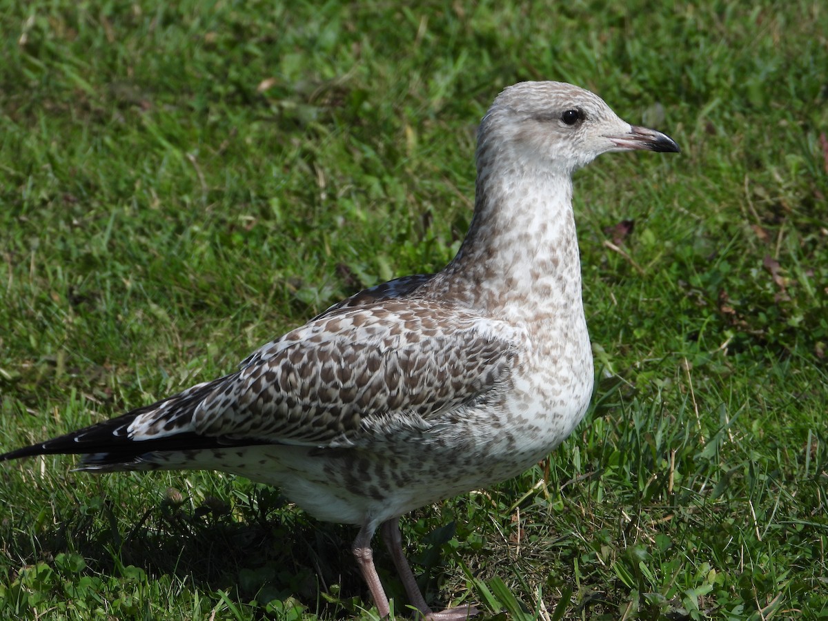 Ring-billed Gull - ML622794144