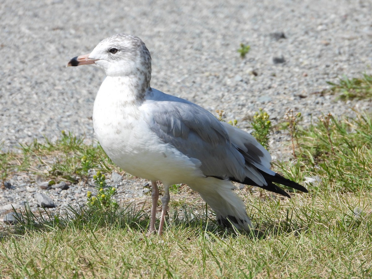 Ring-billed Gull - ML622794145