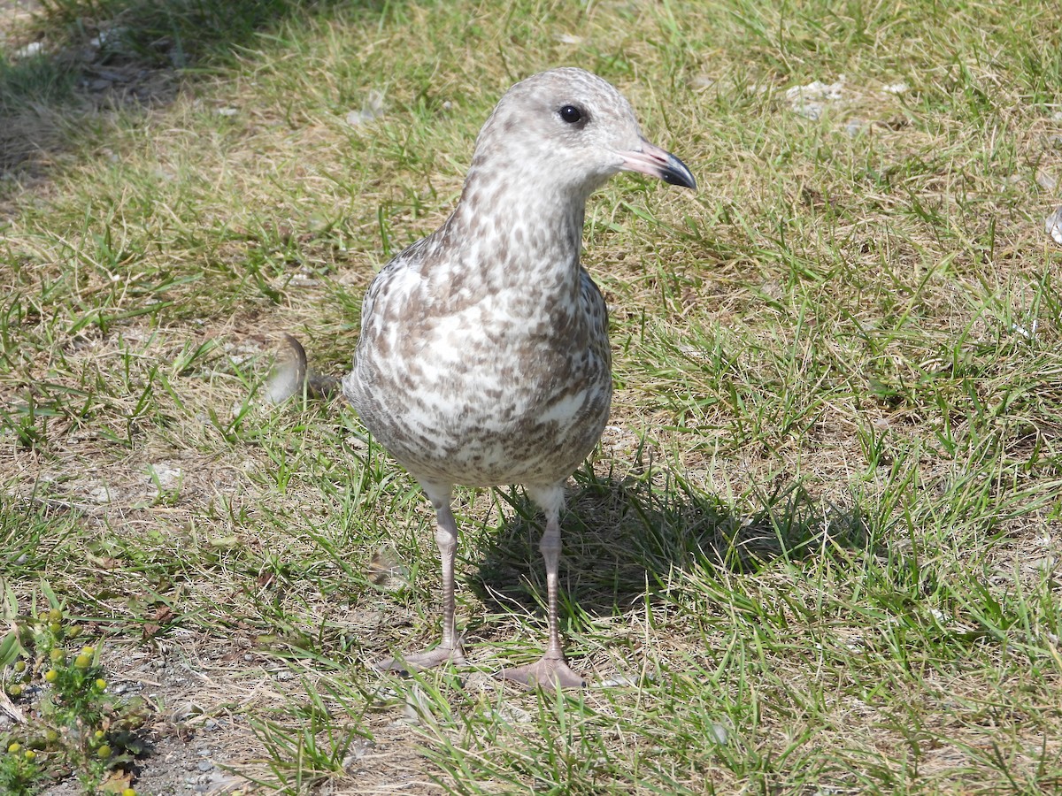 Ring-billed Gull - ML622794146