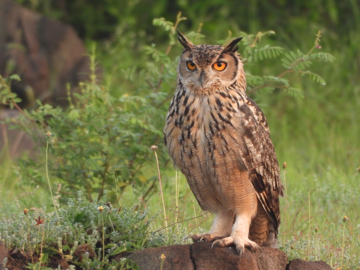 Rock Eagle-Owl - Sannidhya De