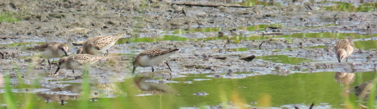 Semipalmated Sandpiper - Davida Kalina